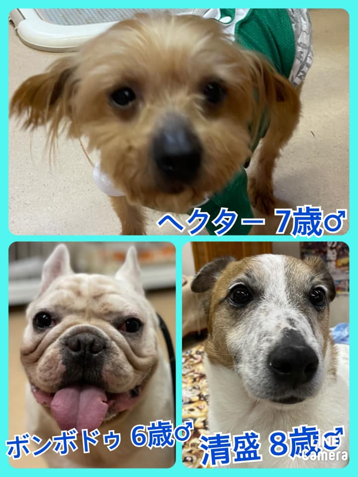 🐾今日の里親様募集中ワンコ🐶＆ニャンコ🐱メンバーです🐾2021,5,13